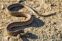 Pacific Gopher Snake