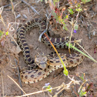 Pacific Gopher Snake