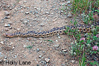 Pacific Gopher Snake