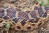 Pacific Gopher Snake