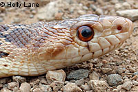 Pacific Gopher Snake