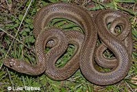 Pacific Gopher Snake