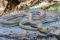 Pacific Gopher Snake