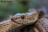 Pacific Gopher Snake