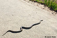 Pacific Gopher Snake