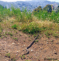 Pacific Gopher Snake