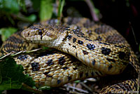 Pacific Gopher Snake