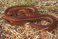 Pacific Gopher Snake