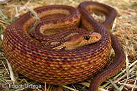 Pacific Gopher Snake