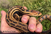 Pacific Gopher Snake