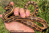 Pacific Gopher Snake