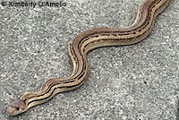 Pacific Gopher Snake