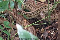 Pacific Gopher Snake