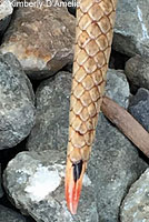 Pacific Gopher Snake