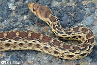 Pacific Gopher Snake