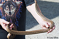 Striped Gopher Snake