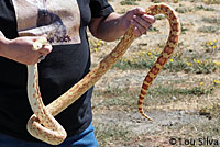 Albino Gopher Snake