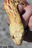 Albino Gopher Snake