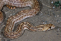 Pacific Gopher Snake