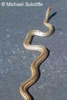 Pacific Gopher Snake