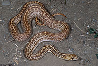 Pacific Gopher Snake