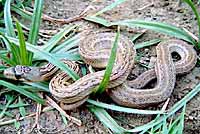 Pacific Gopher Snake