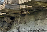 Great Basin Gopher Snake