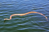 Pacific Gopher Snake