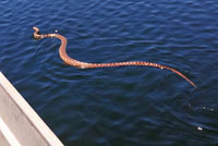 Pacific Gopher Snake