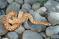 Pacific Gopher Snake