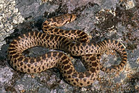 Pacific Gopher Snake