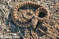 Pacific Gopher Snake