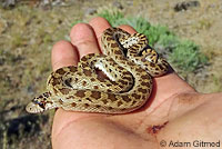 Pacific Gopher Snake