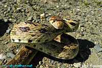 Pacific Gopher Snake