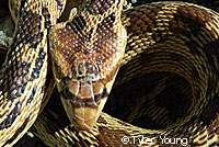 Pacific Gopher Snake