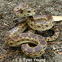 Pacific Gopher Snake