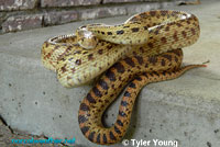 Pacific Gopher Snake