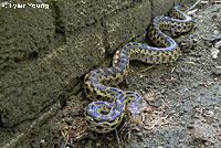 Pacific Gopher Snake