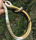 Pacific Gopher Snake