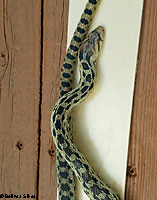 Pacific Gopher Snake