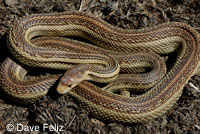 Pacific Gopher Snake