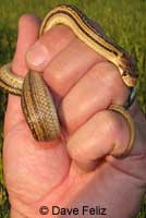 Pacific Gopher Snake