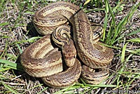 Pacific Gopher Snake