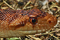 Pacific Gopher Snake