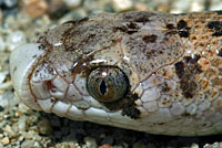 Spotted Leaf-nosed Snake