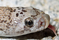 Spotted Leaf-nosed Snake