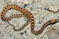 Great Basin Gopher Snake