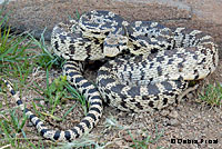 Great Basin Gopher Snake