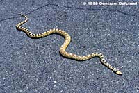 Great Basin Gopher Snake