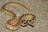 Great Basin Gopher Snake